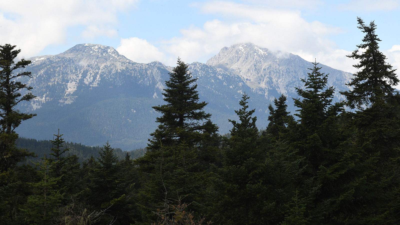 Δάσος - Περιβάλλον - Οίτη - Πεζοπορία